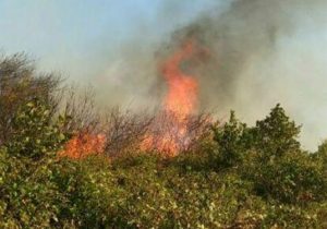 جولان آتش در جنگل های گیلان