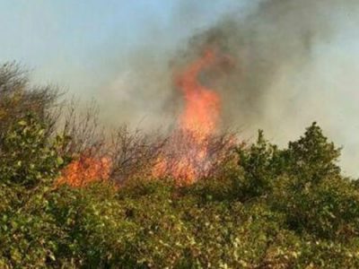 جولان آتش در جنگل های گیلان