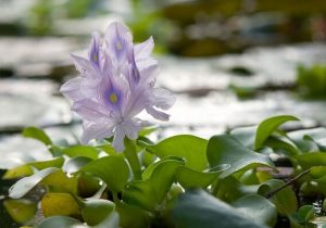 درگیری ۶ هزار هکتاری تالاب های گیلان با سنبل آبی