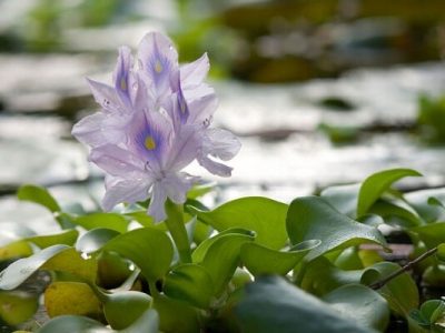 درگیری ۶ هزار هکتاری تالاب های گیلان با سنبل آبی