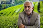پرداخت تسهیلات ارزان به فعالان چای/متقاضیان به‌موقع اقدام کنند