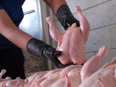 مرغ از سفره گیلانیان پر نکشیده، تقاضای آن کاذب است!