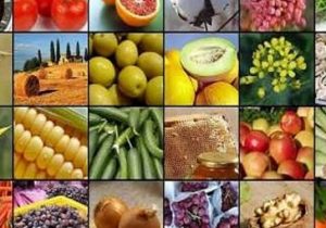 سهم ۶۸ درصدی محصولات کشاورزی گیلان در سبد صادراتی