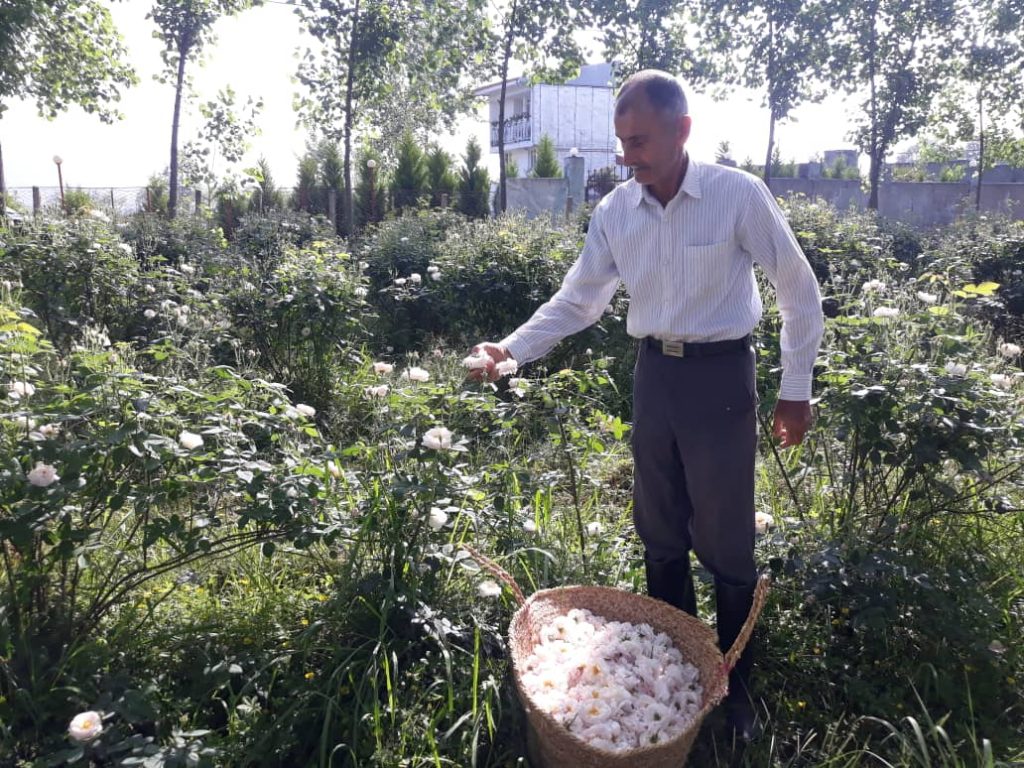 گلاب گیری گیلده شفت