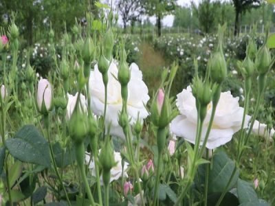 آغاز برداشت گل محمدی از سطح ۳۸ هکتار باغ گیلان