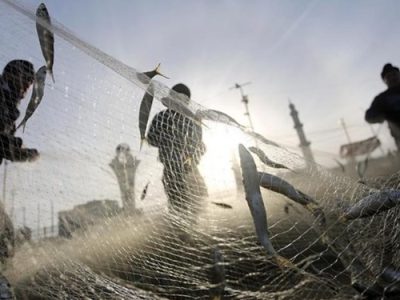 افزایش ۳۸ درصدی صید ماهی استخوانی در گیلان
