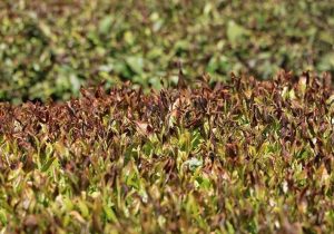 پرداخت غرامت یک میلیارد تومانی به چایکاران گیلانی/ مهلت بیمه شالیزار تمدید شد