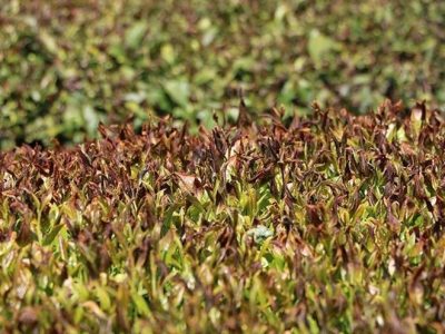 پرداخت غرامت یک میلیارد تومانی به چایکاران گیلانی/ مهلت بیمه شالیزار تمدید شد