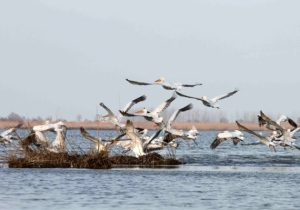 تالاب‌های گیلان میزبان پیش‌قراولان پرندگان مهاجر+ عکس