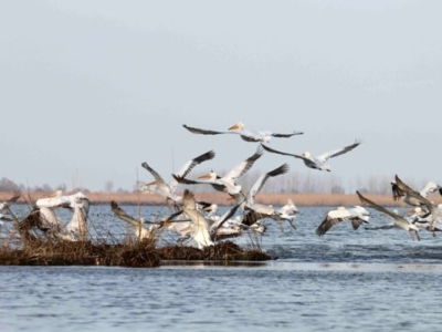 تالاب‌های گیلان میزبان پیش‌قراولان پرندگان مهاجر+ عکس