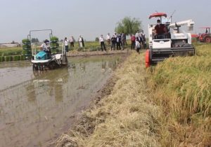 نشاء کاری مجدد برنج در استان گیلان