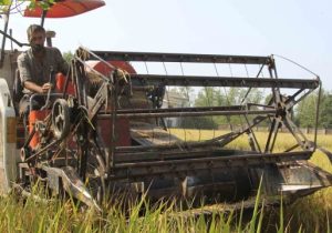 برداشت بذر برنج در زمین زراعی شرکت خدمات حمایتی کشاورزی استان گیلان
