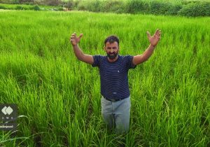 افزایش ۱۵ درصدی تولید برنج در کشور با اجرای نهضت جهش تولید