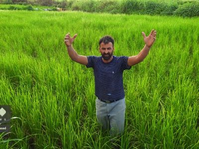 افزایش ۱۵ درصدی تولید برنج در کشور با اجرای نهضت جهش تولید