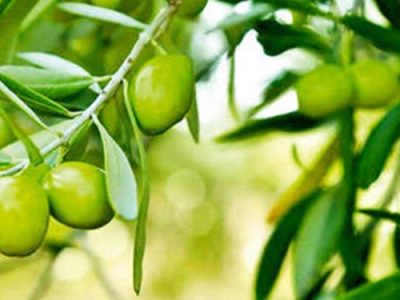 تولید ۳۵ هزار تن زیتون در گیلان