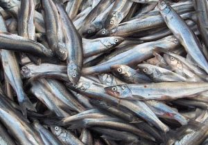 مهاجمان ذخایر کیلکای خزر را کاهش دادند