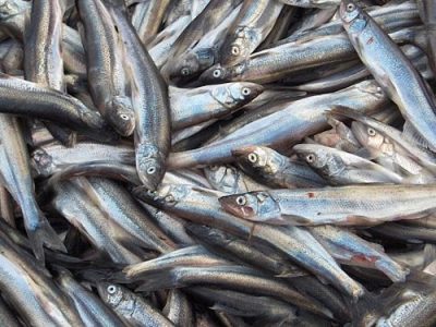 مهاجمان ذخایر کیلکای خزر را کاهش دادند