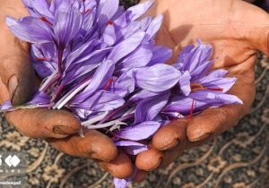 برداشت ۱۱ میلیاردی زعفران ارگانیک در گیلان