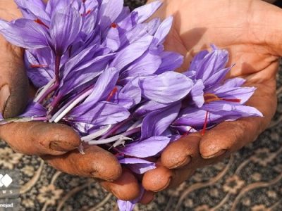 برداشت ۱۱ میلیاردی زعفران ارگانیک در گیلان
