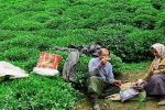 ۴۰ هزار چایکار کشور بیمه میشوند