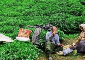 ۴۰ هزار چای‌کار کشور بیمه می‌شوند