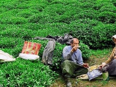 ۴۰ هزار چای‌کار کشور بیمه می‌شوند