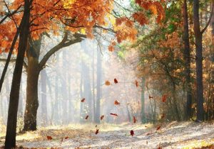 باد گرم» میهمان گیلانی‌ها تا پایان هفته