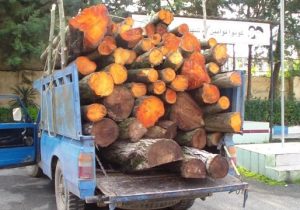 چوبهای قاچاق در توقیف پلیس شفت