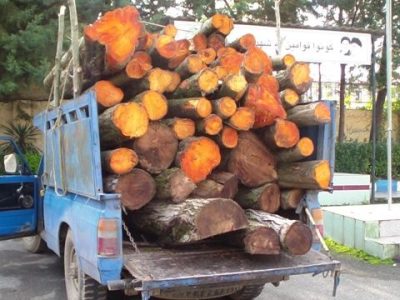 چوبهای قاچاق در توقیف پلیس شفت