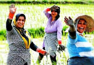 پرداخت تسهیلات قرض‌الحسنه به مستمری بگیران صندوق بیمه اجتماعی کشاورزان، روستائیان و عشایر گیلانی