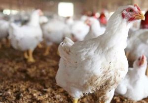 تولید بیش از ۲۸ هزار تن مرغ در گیلان