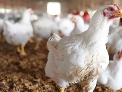 تولید بیش از ۲۸ هزار تن مرغ در گیلان