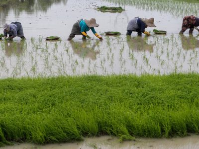 غفلت کشاورزان از آخرین سنگر دسترنج