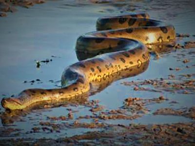 مشاهده مار غول‌پیکری در احمدسرگوراب شفت!