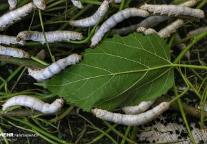 قیمت خرید تضمینی نوغان اعلام شد