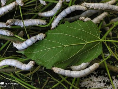 قیمت خرید تضمینی نوغان اعلام شد