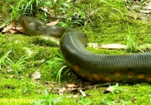 مار غول پیکیری در احمدسرگوراب مشاهده نشده است