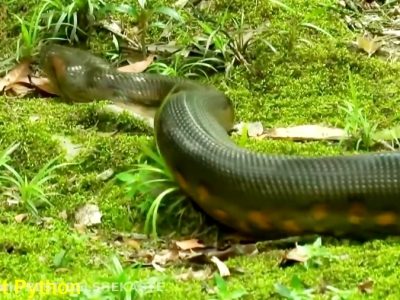 مار غول پیکیری در احمدسرگوراب مشاهده نشده است