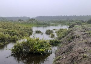 اقدام ارزشمند محیط زیست تالش برای نجات تالاب جوکندان