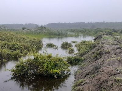 اقدام ارزشمند محیط زیست تالش برای نجات تالاب جوکندان