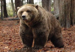 ماجرای حمله خرس وحشی به پیرمرد ماسالی + عکس