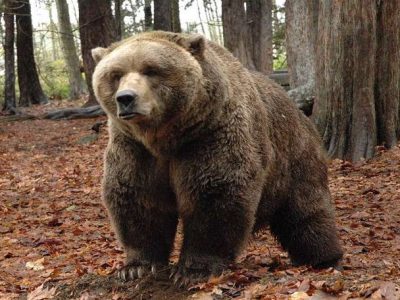 ماجرای حمله خرس وحشی به پیرمرد ماسالی + عکس