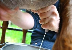 درماندگی کارخانجات شیر در پرداخت مطالبات دامداران