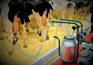 شیر تو شیر شدن بازار دامداران و شرکت‌های لبنی در گیلان