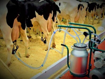 شیر تو شیر شدن بازار دامداران و شرکت‌های لبنی در گیلان