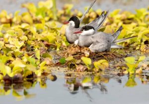 آشیانه سازی ۱۲۰۰ قطعه پرستوی دریایی در تالاب انزلی + فیلم و عکس