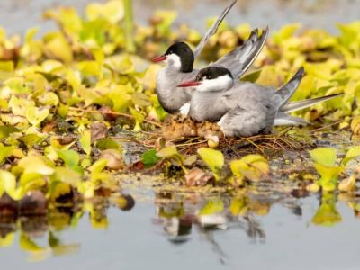 آشیانه سازی ۱۲۰۰ قطعه پرستوی دریایی در تالاب انزلی + فیلم و عکس