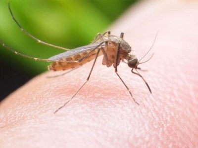 شناسایی پشه آئدس در گیلان