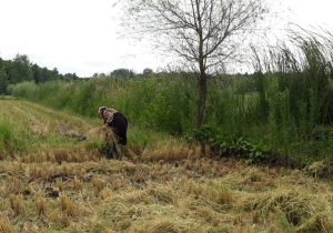 فعالیت بانوان گیلانی در زمینهای کشاورزی