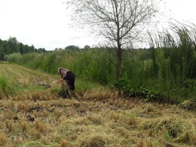 فعالیت بانوان گیلانی در زمینهای کشاورزی